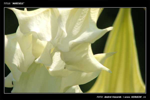 Fotografia: Miresele / , KERUCOV .ro © 1997 - 2025 || Andrei Vocurek