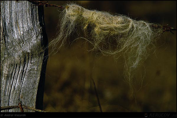 Fotografia: In urma oilor / After The Sheep, KERUCOV .ro © 1997 - 2024 || Andrei Vocurek