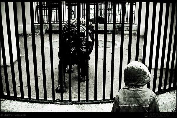 Fotografia: Zodia Leului / Leo, Sign of the Zodiac, KERUCOV .ro © 1997 - 2025 || Andrei Vocurek