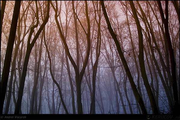 Fotografia In Padurea Pustnicu / In Pustnicu Forest, album Vremuri si spatii din Romania / Times and Spaces from Romania, com. Branesti, Romania / Roumanie, KERUCOV .ro © 1997 - 2024 || Andrei Vocurek