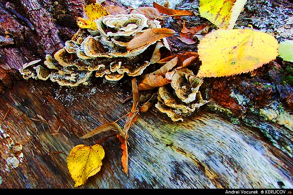 Fotografia: Aranjament de toamna / Autumnal Arrangement, KERUCOV .ro © 1997 - 2024 || Andrei Vocurek